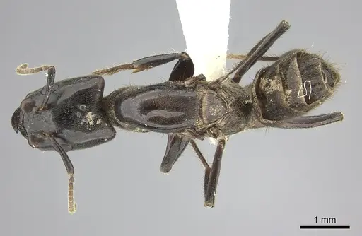 Azteca australis specimen CASENT0249592 image casent0249592_1