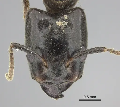 Azteca australis specimen CASENT0249592 image casent0249592_2