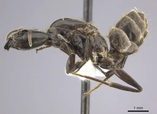Azteca australis specimen CASENT0249592 image casent0249592_3