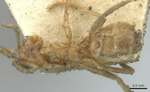 Azteca barbifex specimen CASENT0906234 image casent0906234_1