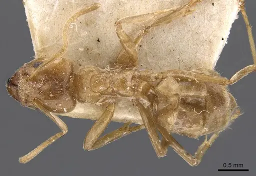 Azteca barbifex specimen CASENT0909600 image casent0909600_1