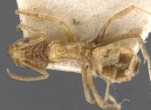 Azteca barbifex specimen CASENT0909601 image casent0909601_1