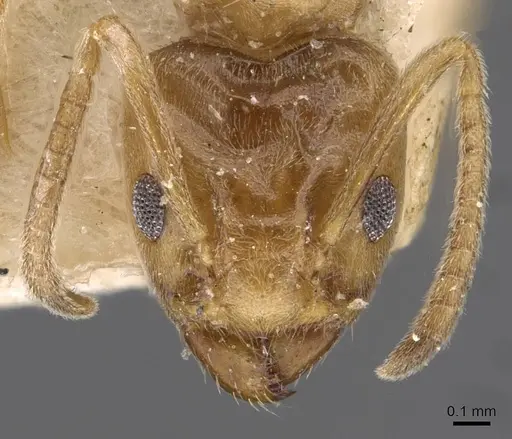 Azteca barbifex specimen CASENT0909601 image casent0909601_2