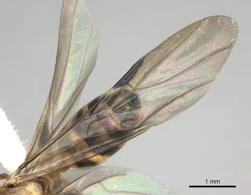 Azteca beltii specimen CASENT0612287 image casent0612287_4