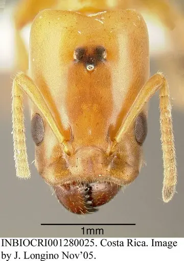 Azteca beltii specimen INBIOCRI001280025 image inbiocri001280025_1