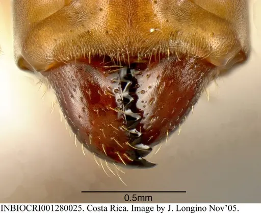 Azteca beltii specimen INBIOCRI001280025 image inbiocri001280025_2