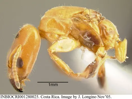 Azteca beltii specimen INBIOCRI001280025 image inbiocri001280025_3