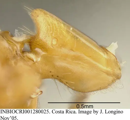 Azteca beltii specimen INBIOCRI001280025 image inbiocri001280025_4