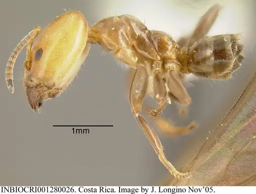 Azteca beltii specimen INBIOCRI001280026 image inbiocri001280026_2
