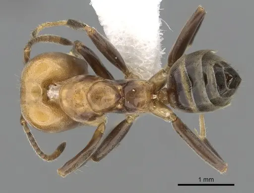 Azteca beltii specimen JTLC000009501 image jtlc000009501_1