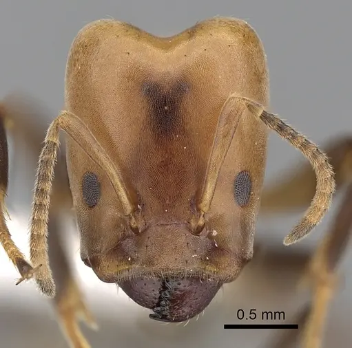 Azteca beltii specimen JTLC000009501 image jtlc000009501_2