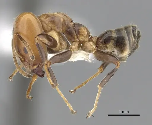 Azteca beltii specimen JTLC000009501 image jtlc000009501_3