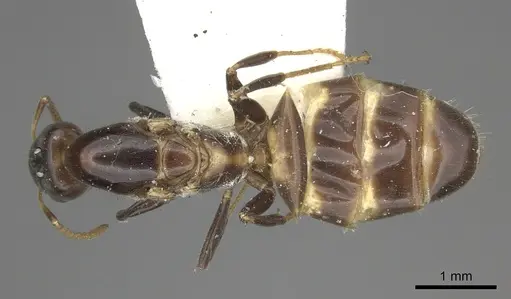 Azteca bequaerti specimen JTLC000008454 image jtlc000008454_1