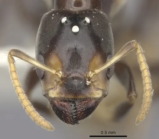 Azteca bequaerti specimen JTLC000008454 image jtlc000008454_2