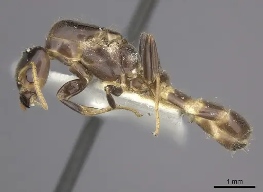 Azteca bequaerti specimen JTLC000008454 image jtlc000008454_3