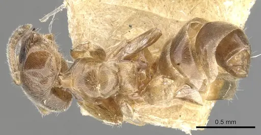 Azteca brevis specimen CASENT0903012 image casent0903012_1
