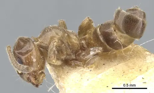 Azteca brevis specimen CASENT0903012 image casent0903012_3