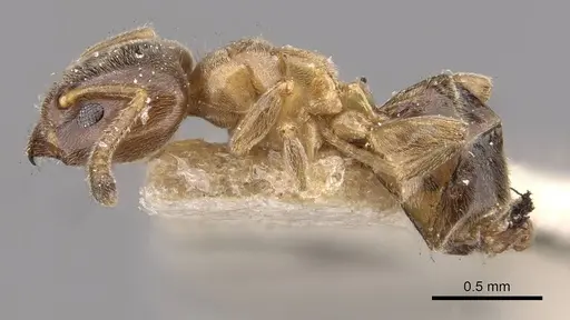 Azteca brevis specimen CASENT0909603 image casent0909603_3
