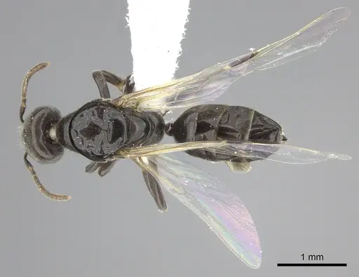 Azteca brevis specimen INBIOCRI001280057 image inbiocri001280057_1