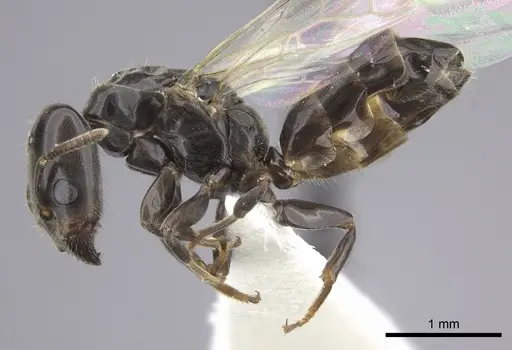 Azteca brevis specimen INBIOCRI001280057 image inbiocri001280057_4