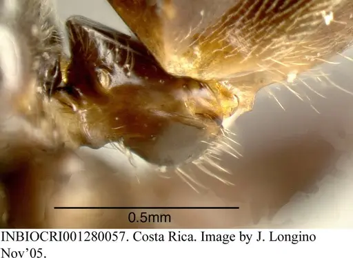 Azteca brevis specimen INBIOCRI001280057 image inbiocri001280057_5