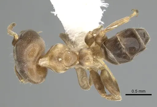 Azteca brevis specimen JTLC000009499 image jtlc000009499_1
