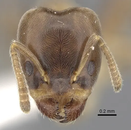 Azteca brevis specimen JTLC000009499 image jtlc000009499_2