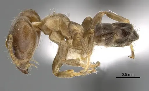 Azteca brevis specimen JTLC000009499 image jtlc000009499_3