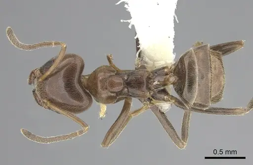 Azteca chartifex specimen CASENT0249593 image casent0249593_1