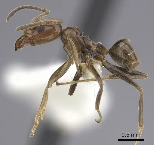 Azteca chartifex specimen CASENT0249593 image casent0249593_3