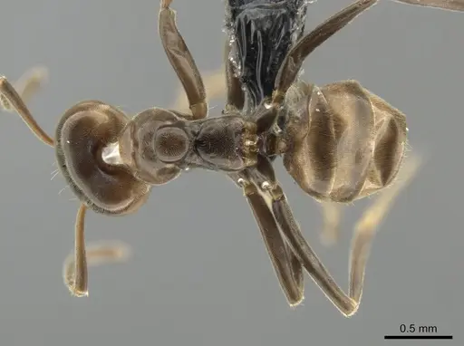 Azteca chartifex specimen CASENT0649882 image casent0649882_1