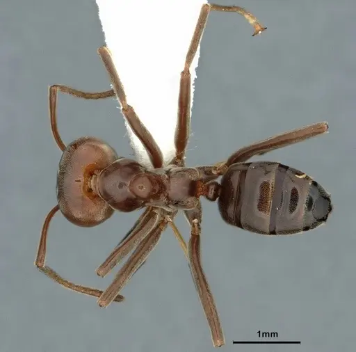 Azteca chartifex specimen CASENT0886036 image casent0886036_1
