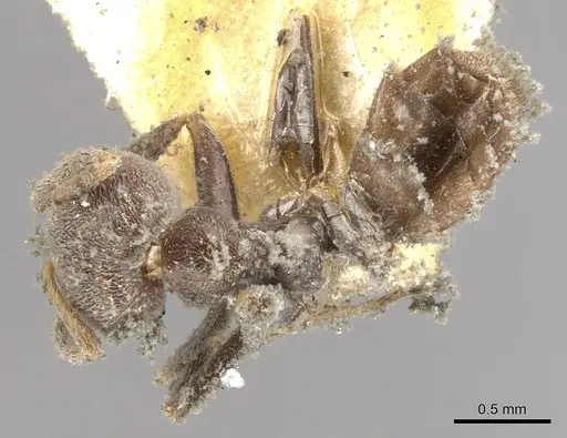 Azteca chartifex specimen CASENT0903013 image casent0903013_1