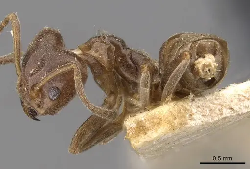 Azteca chartifex specimen CASENT0909605 image casent0909605_3
