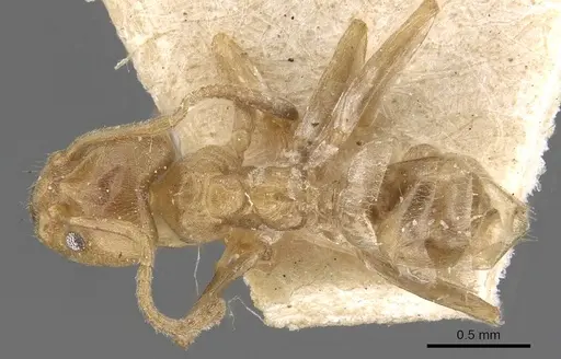 Azteca chartifex specimen CASENT0909607 image casent0909607_1