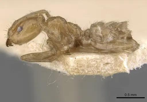 Azteca chartifex specimen CASENT0909607 image casent0909607_3