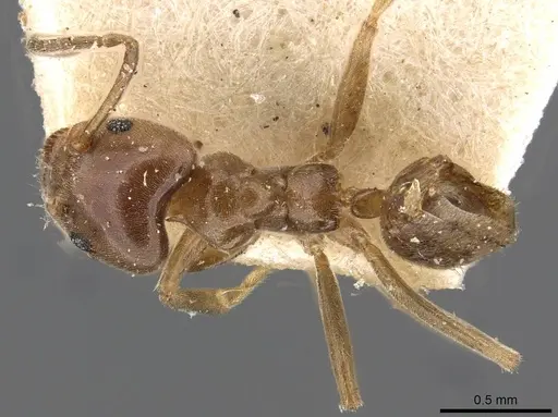 Azteca chartifex specimen CASENT0909609 image casent0909609_1