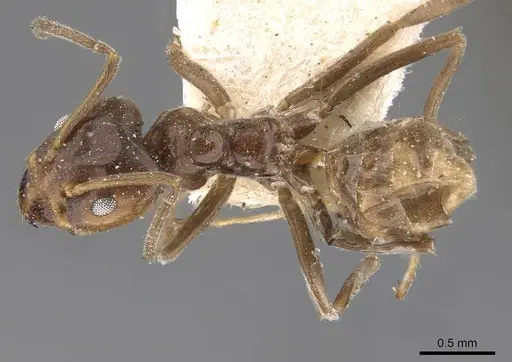 Azteca chartifex specimen CASENT0909611 image casent0909611_1