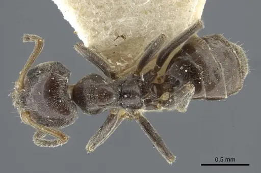 Azteca chartifex specimen CASENT0917120 image casent0917120_1