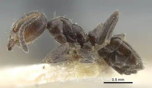 Azteca chartifex specimen CASENT0917120 image casent0917120_4