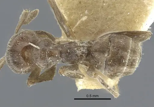 Azteca chartifex specimen CASENT0917121 image casent0917121_1