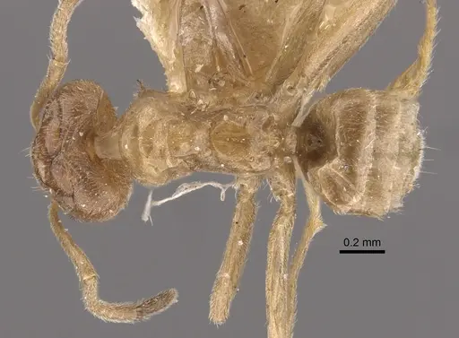Azteca chartifex specimen CASENT0917849 image casent0917849_1