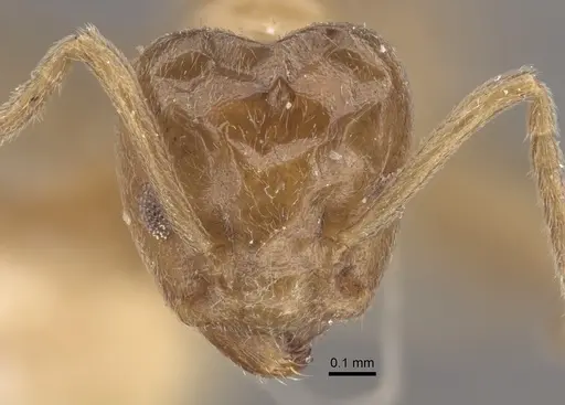 Azteca chartifex specimen CASENT0917849 image casent0917849_2