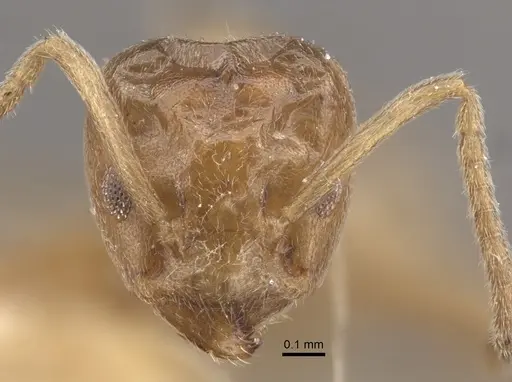 Azteca chartifex specimen CASENT0917849 image casent0917849_3