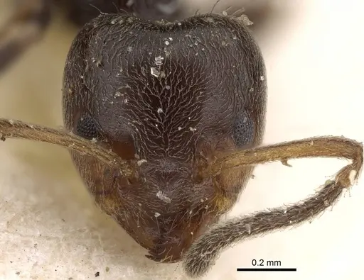Azteca chartifex specimen CASENT0922251 image casent0922251_2