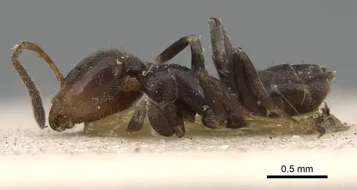 Azteca chartifex specimen CASENT0922251 image casent0922251_3