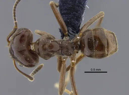 Azteca chartifex specimen CBUMAGENT41839 image cbumagent41839_1