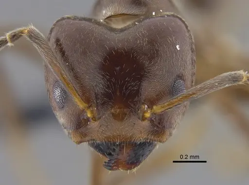 Azteca chartifex specimen CBUMAGENT41839 image cbumagent41839_2
