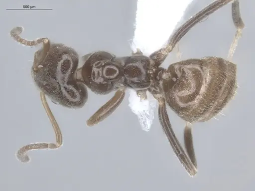Azteca chartifex specimen ECOFOG-MI15-0235-18 image ecofog-mi15-0235-18_1
