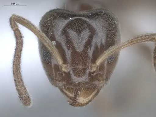 Azteca chartifex specimen ECOFOG-MI15-0235-18 image ecofog-mi15-0235-18_2